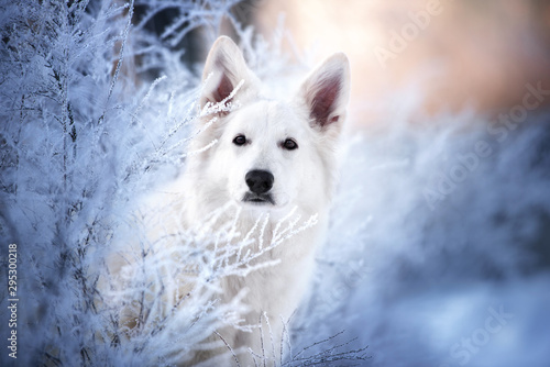 white shepherd dog portrait outdoors in winter