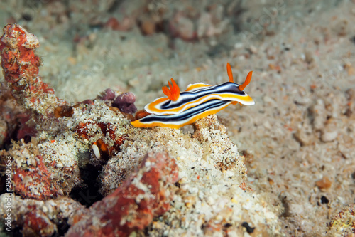 Chromodoris magnifica nudibranch crawling on the coral. Underwater photography