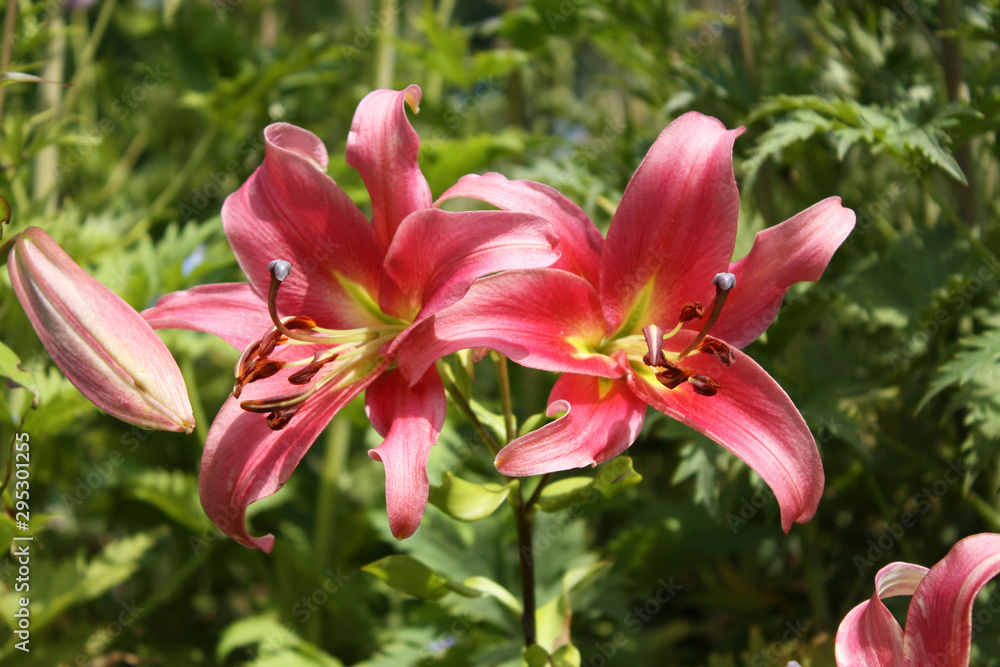 Pink lily