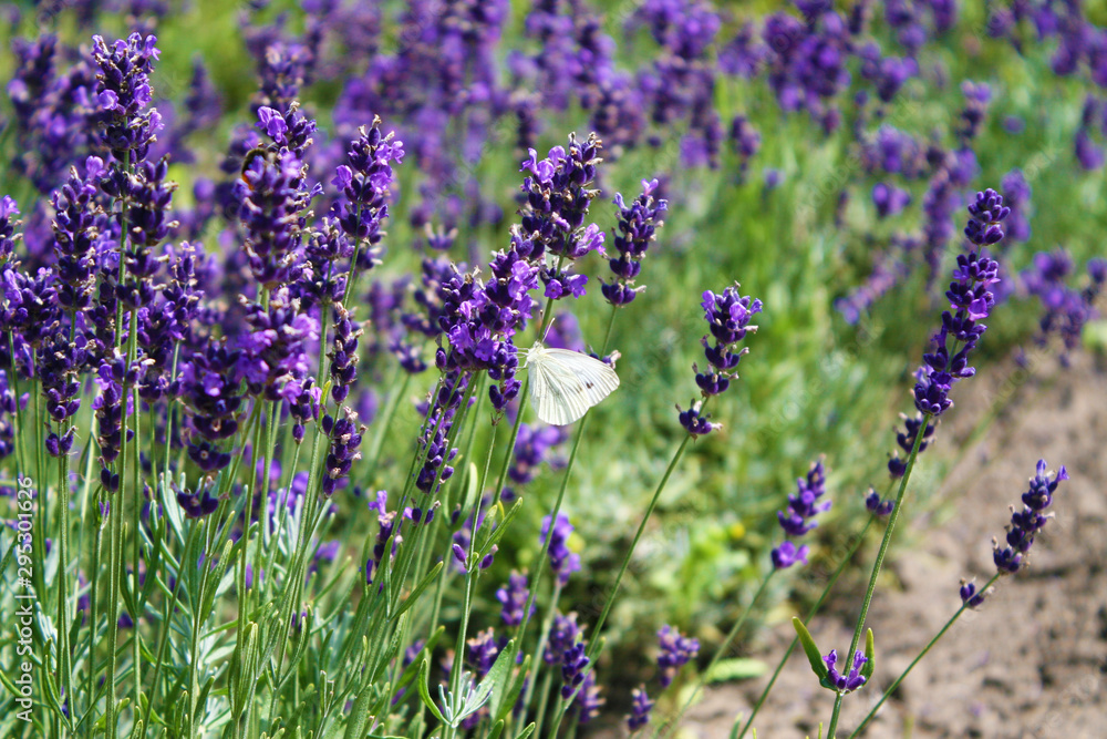 Obraz premium Butterfly on lavender