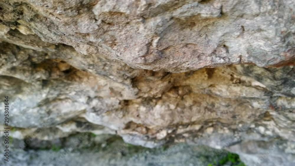 Close up of rock face with plants growing out of them embedded into the Uugu Muhu bluff in Estonia Close up of rock face with plants growing out of them embedded into the Uugu Muhu bluff in Estonia