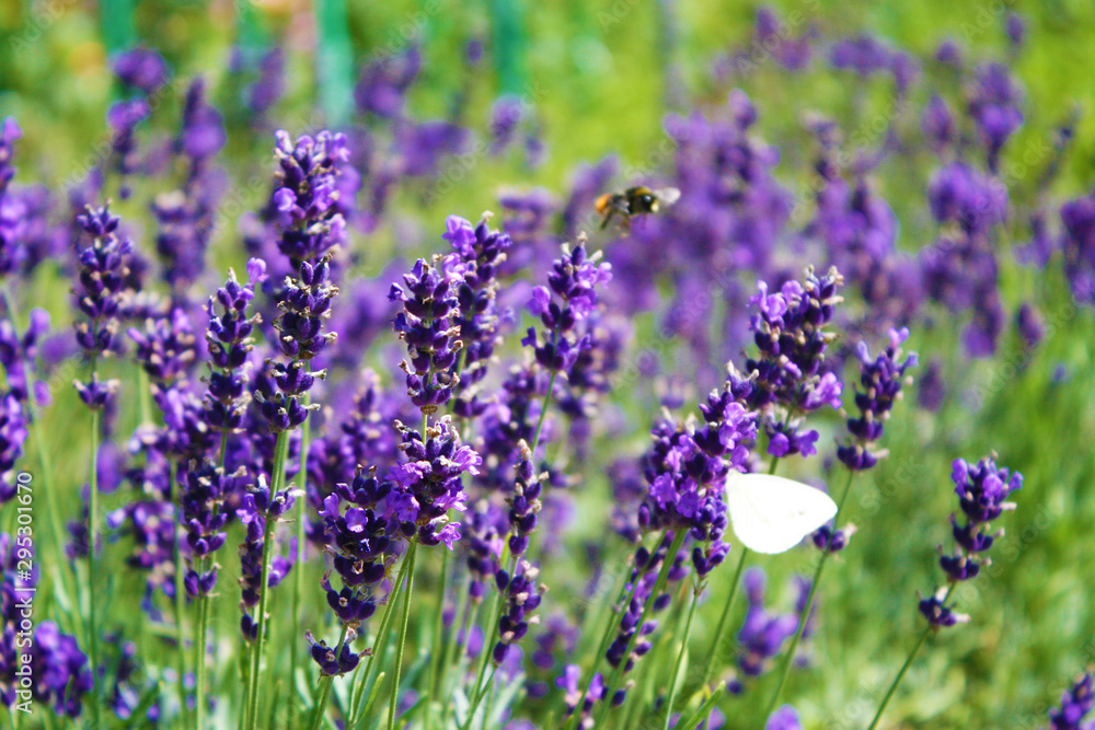 Fototapeta premium Butterfly on lavender