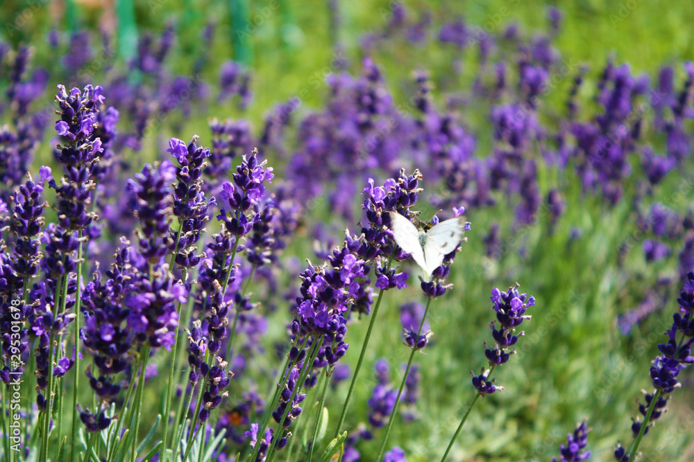 Naklejka premium Butterfly on lavender