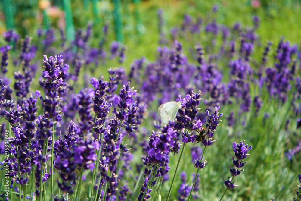 Obraz premium Butterfly on lavender