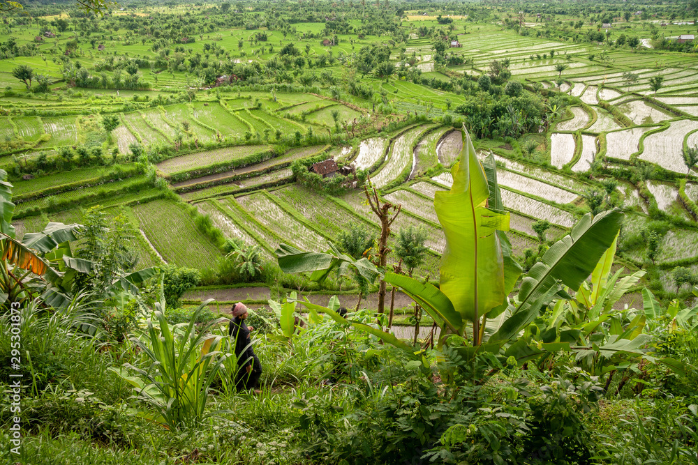 Rice fields in the neighbourhood of Tirta Gangga, Bali, Kabupaten Karangasem, IDN
