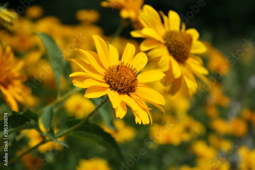 Yellow flowers in the garden