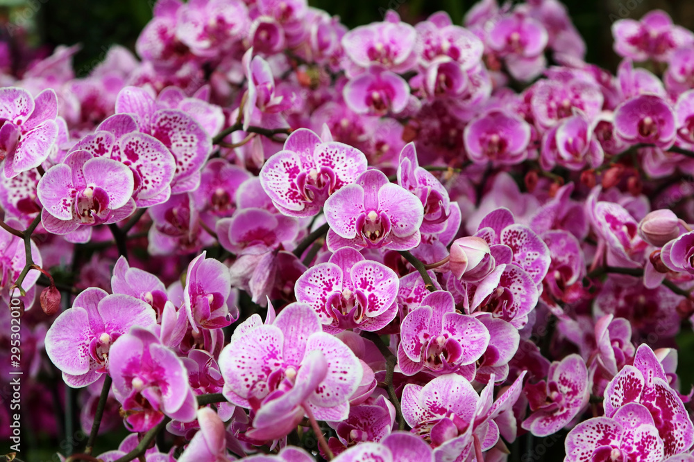 Pink Moth Orchids 5