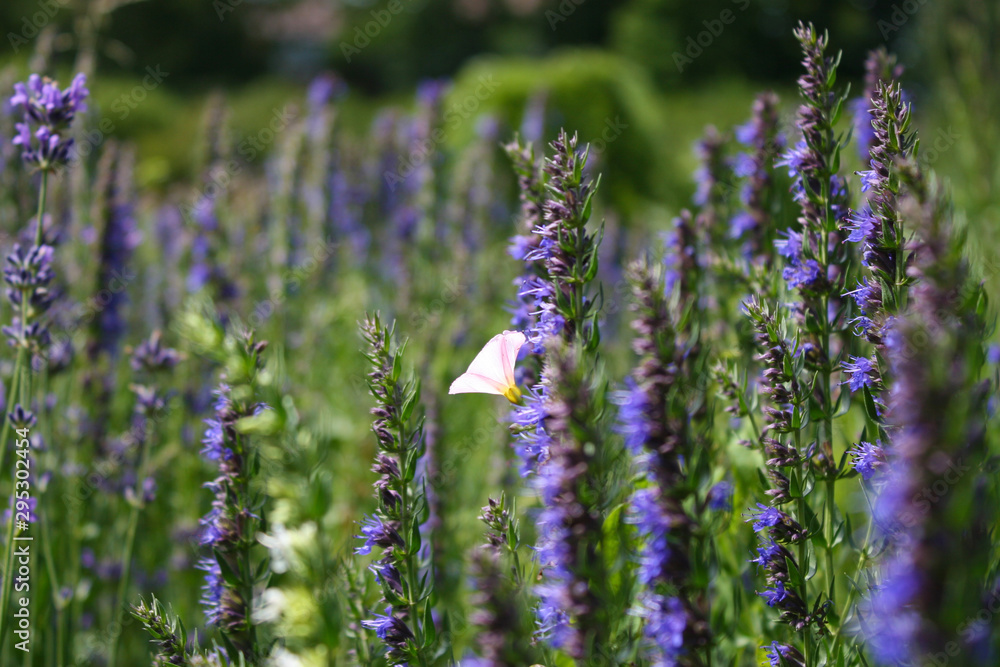 Obraz premium Butterfly on lavender