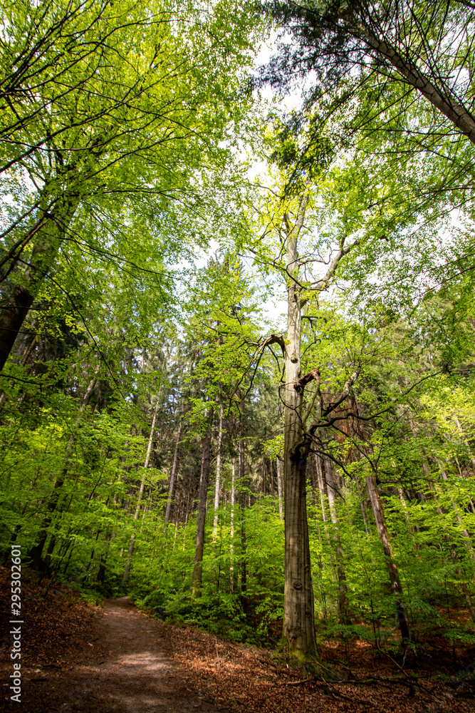 Fototapeta premium Wanderung Schrammsteine - Ausblick 3