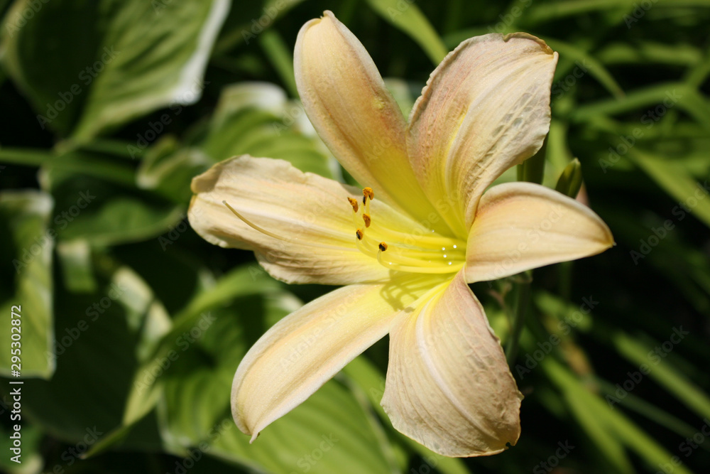 Fototapeta premium Yellow lily
