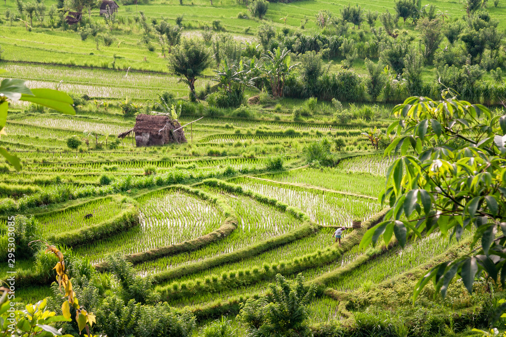 Rice fields in the neighbourhood of Tirta Gangga, Bali, Kabupaten Karangasem, IDN