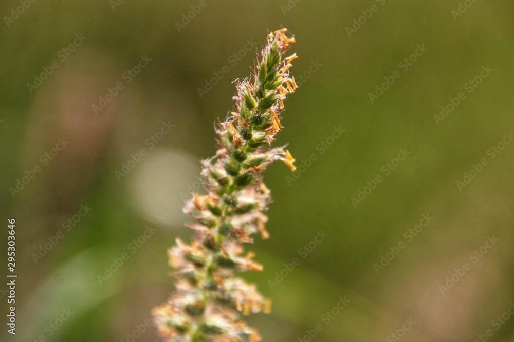 flowers in the garden