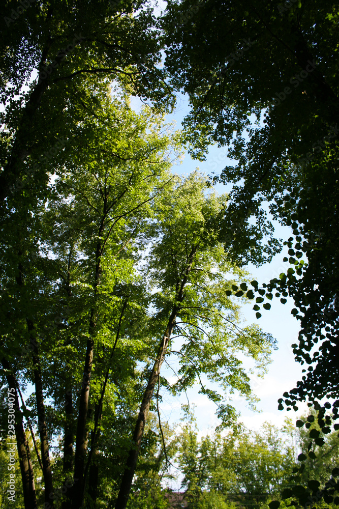 Obraz premium Trees on sky background