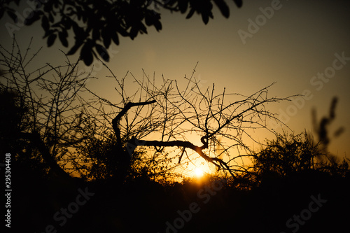 silhouette of a tree in sunset