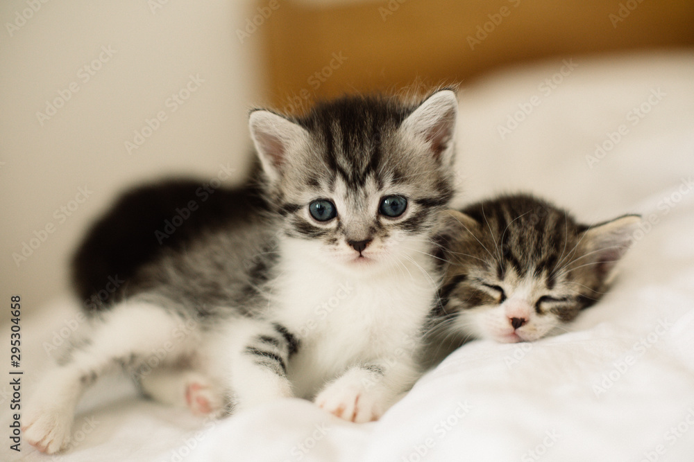 two kittens in a basket two kittens in a basket