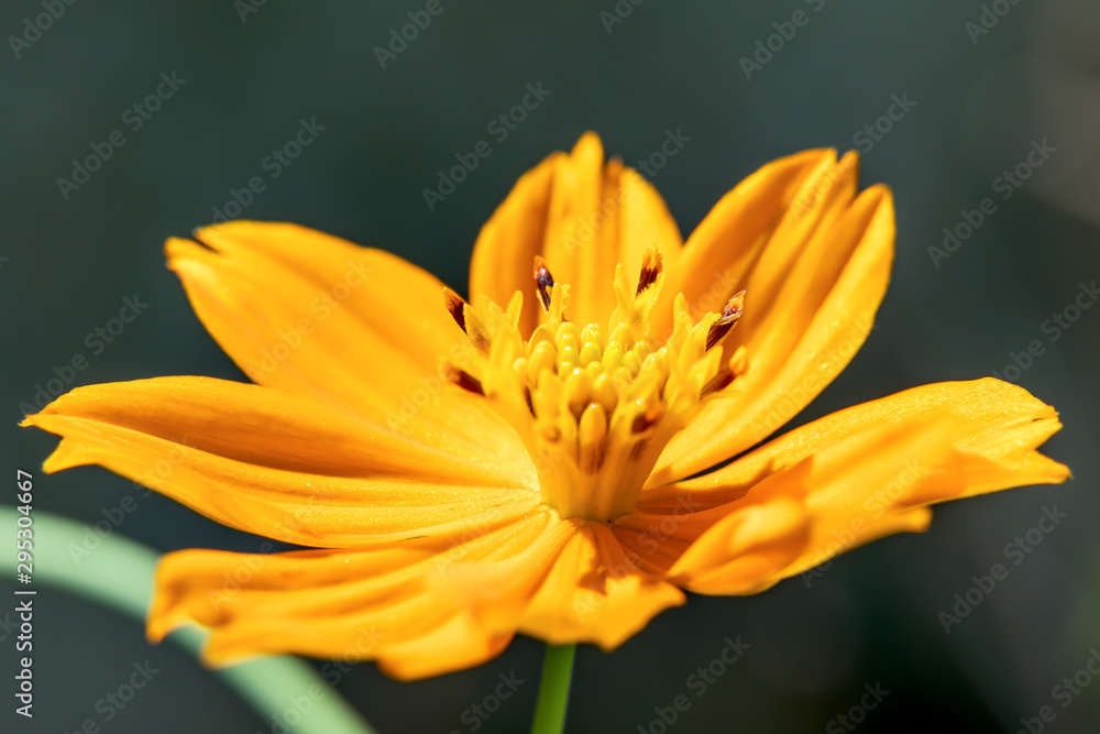 Background macro close up of a bright orange and yellow beautiful flower Sulphur Cosmos.