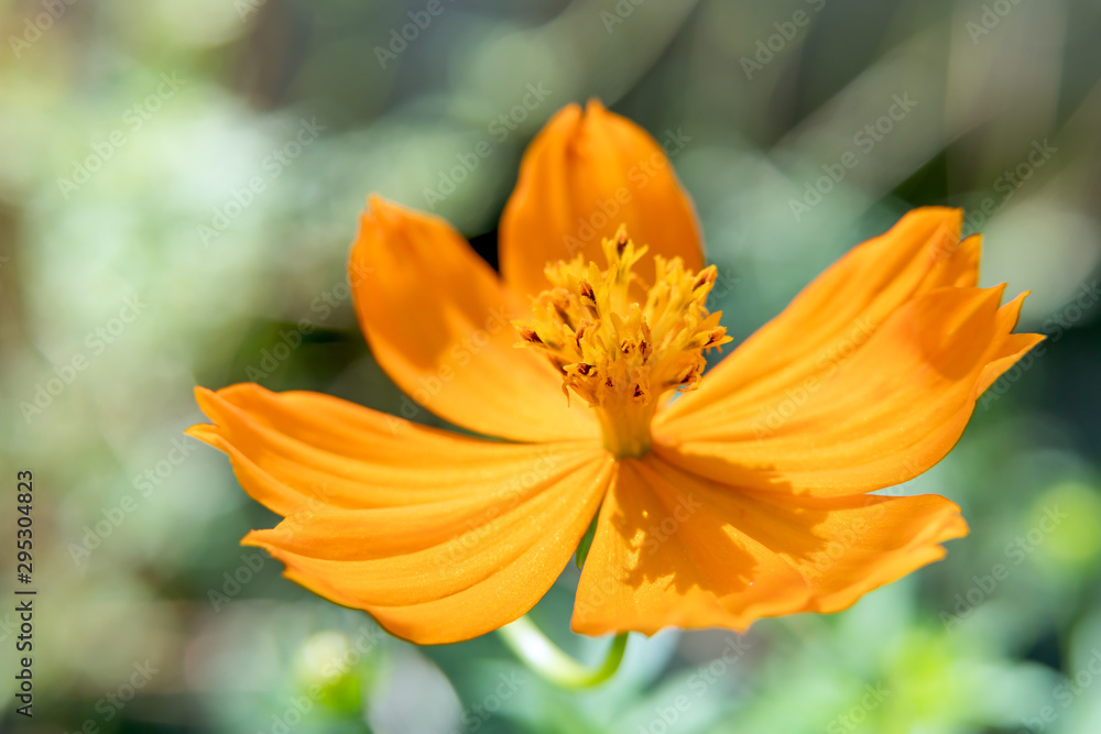 Background macro close up of a bright orange and yellow beautiful flower Sulphur Cosmos. Background macro close up of a bright orange and yellow beautiful flower Sulphur Cosmos.