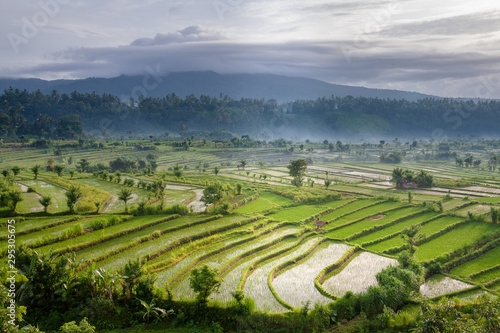 Rice fields in the neighbourhood of Tirta Gangga, Bali, IDN