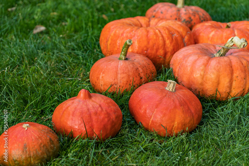 Eight orange pumpkins lie diagonally from left to right on green grass, side view from above