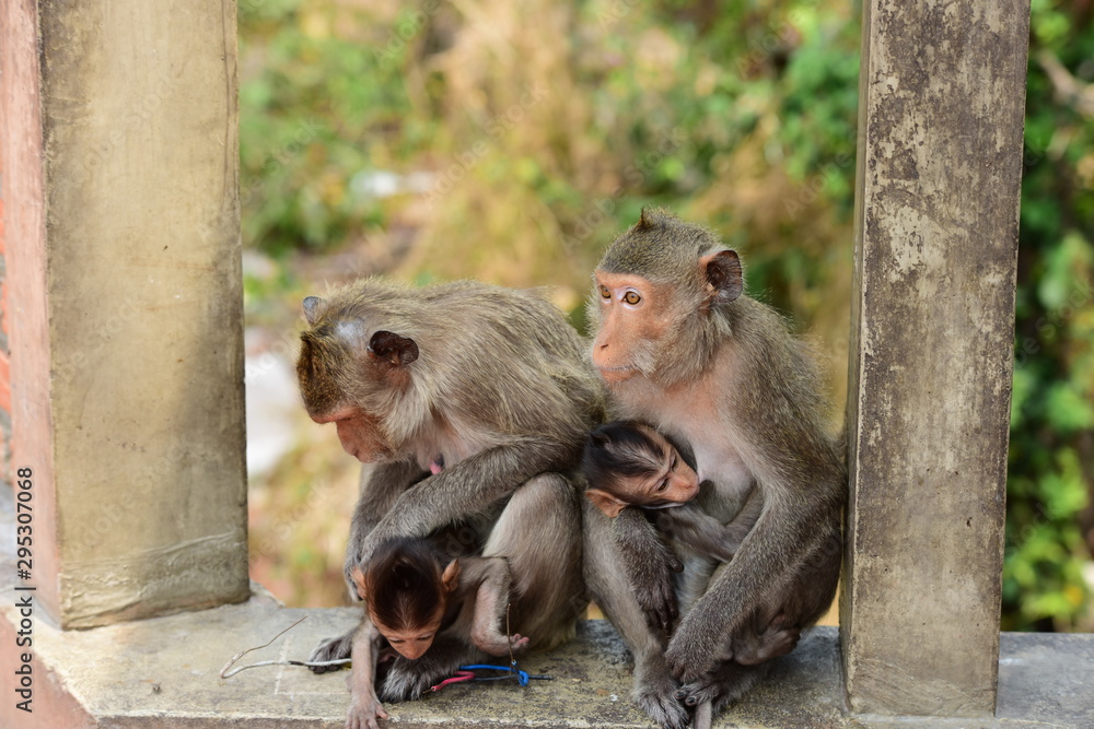 Naklejka premium Monkey Asia in Thailand