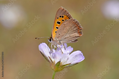 Schilderij op canvas Kleiner Feuerfalter (Lycaena phlaeas) - small copper
