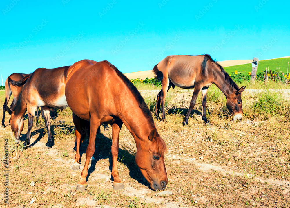 Obraz premium Horses eating near a field of sunflowers with vanes at the back under the blue sky Several horses eating with a field of sunflowers under the blue sky in the south of Spain