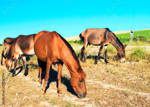 Horses eating near a field of sunflowers with vanes at the back under the blue sky Several horses eating with a field of sunflowers under the blue sky in the south of Spain