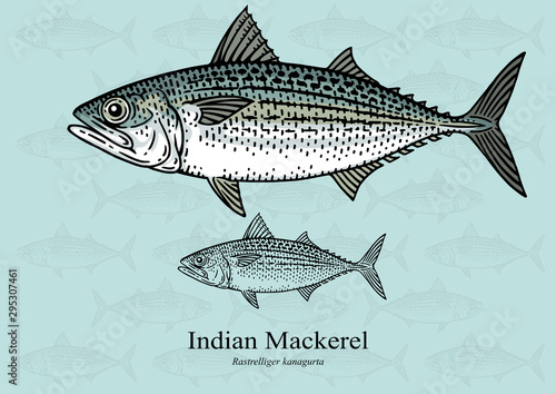 Indian Mackerel. Vector illustration with refined details and optimized stroke that allows the image to be used in small sizes (in packaging design, decoration, educational graphics, etc.)