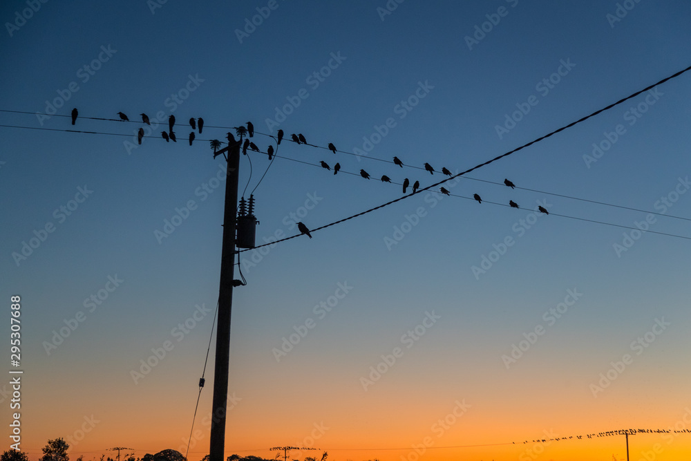 silhouettes of birds on power lines durning dusk, Vibrant sunset dusk sky background