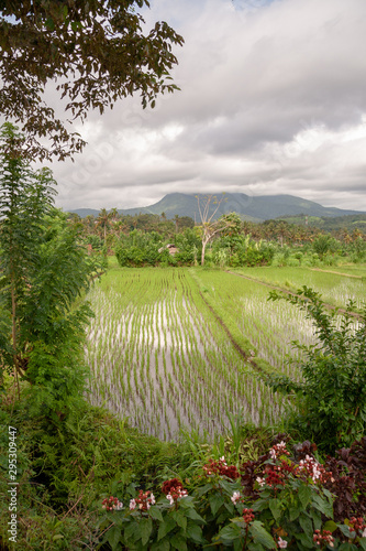 Rice fields in the Neigbourhood of Tirta Gangga, Bali, IDN © Laurens