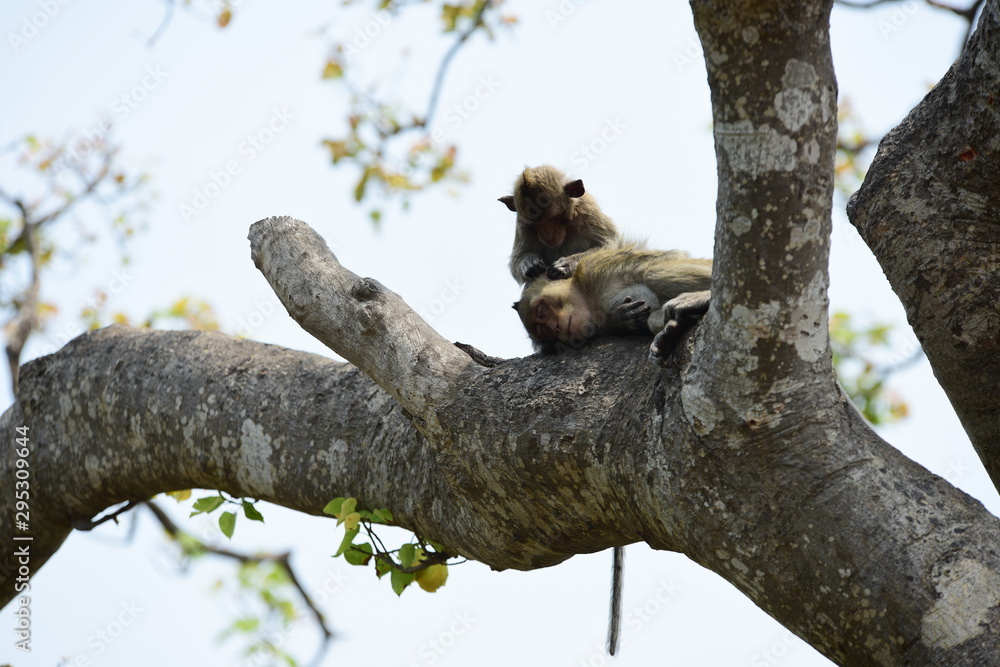 Monkey Asia Thailand Monkey Asia Thailand