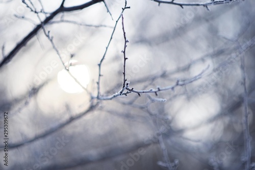 Branches covered with frost with sunrise in the background  winter morning macro photography