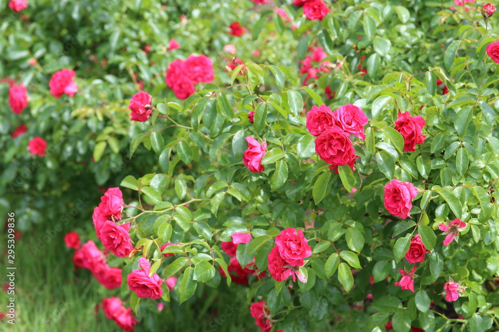 薔薇　ばら　エルベショーン