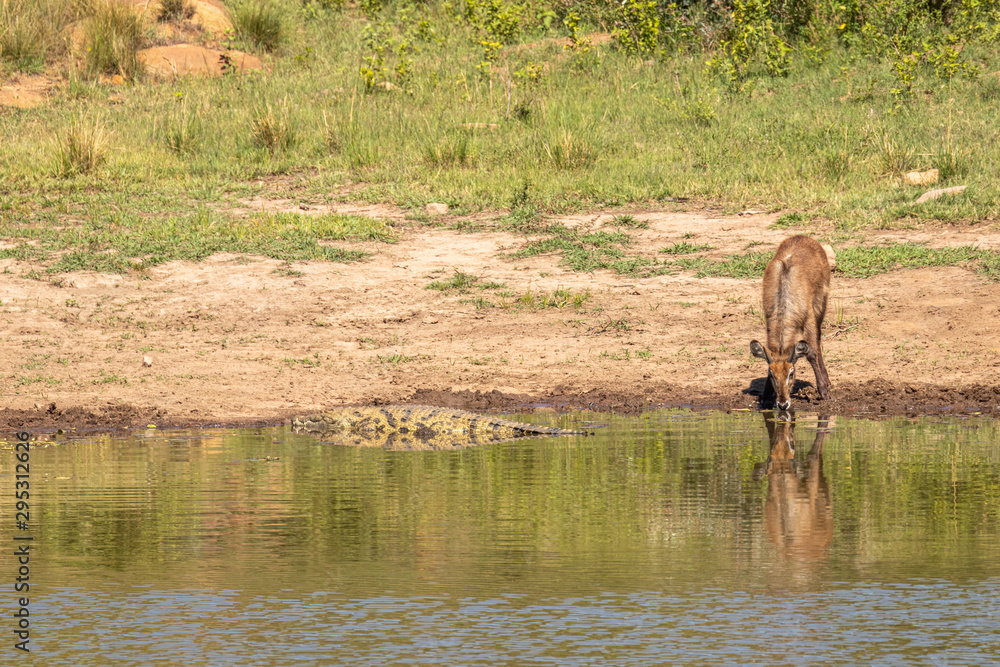 A female waterbuck drinking from a river with a crocodile close by, Welgevonden Game Reserve, South Africa. A female waterbuck drinking from a river with a crocodile close by, Welgevonden Game Reserve, South Africa.