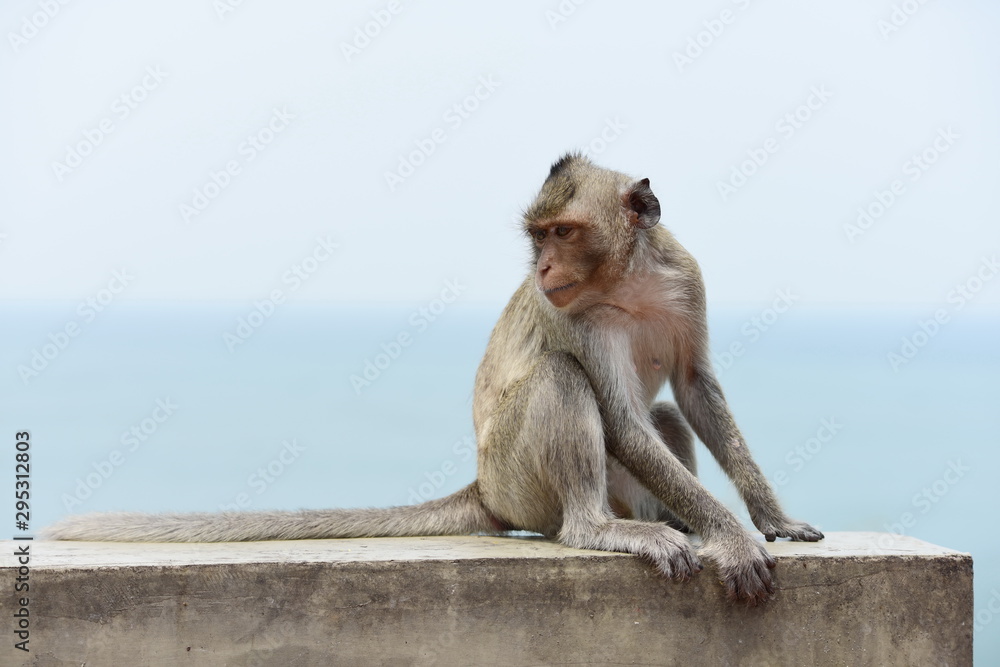 Naklejka premium Monkey Asia Thailand