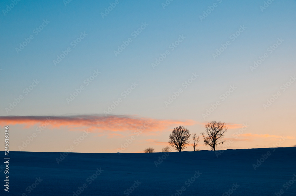 冬の夕暮れの丘と冬木立　美瑛町