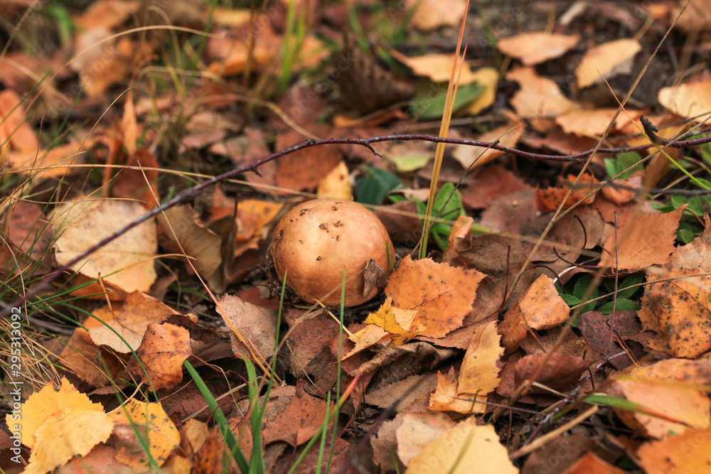 Mushroom Leccinum versipelle, also known as Boletus testaceoscaber or the orange birch bolete - edible and very tasty. Mushroom Leccinum versipelle, also known as Boletus testaceoscaber or the orange birch bolete - edible and very tasty.