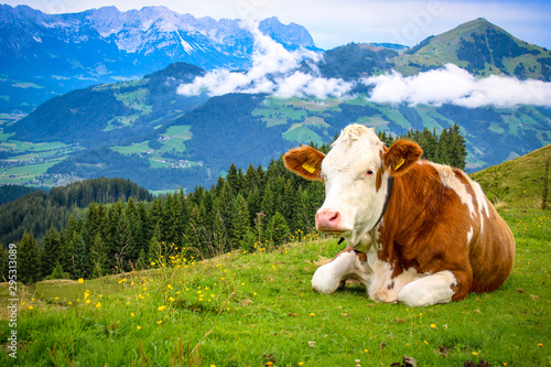 White brown spotted cow lying on a mountain in the Tyrolean Alps on a fresh green meadow