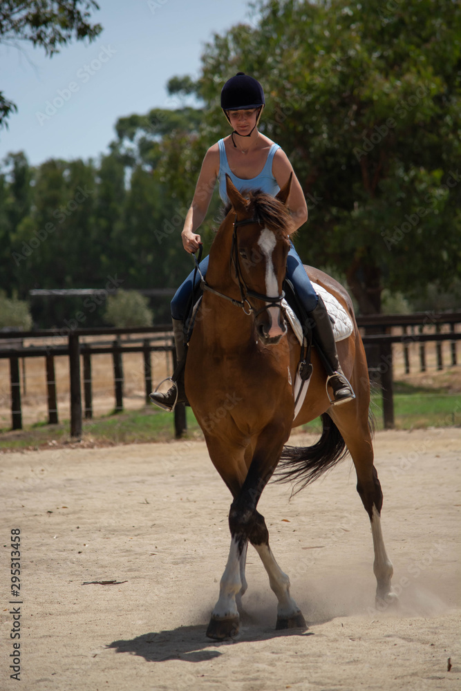 Horse and rider showing tricks by dancing Horse and rider showing tricks by dancing