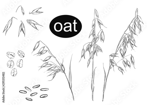 Detailed hand drawn ink black and white illustration set of oat, grain, oatmeal, leaf. sketch. Vector.