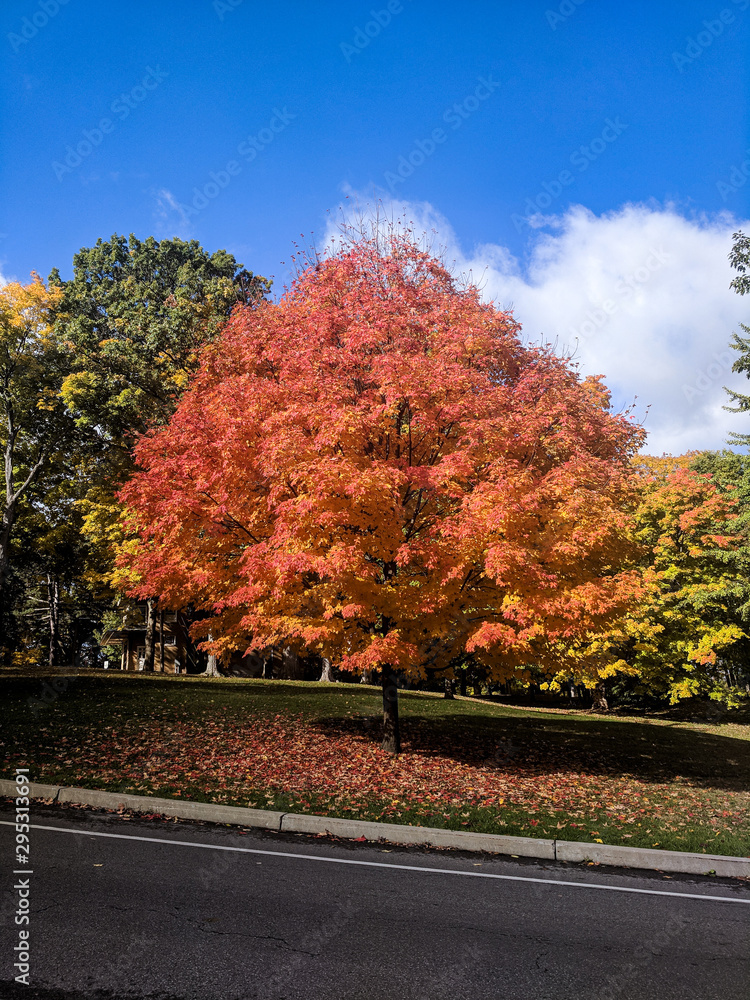 Naklejka premium Orange Maple in Park