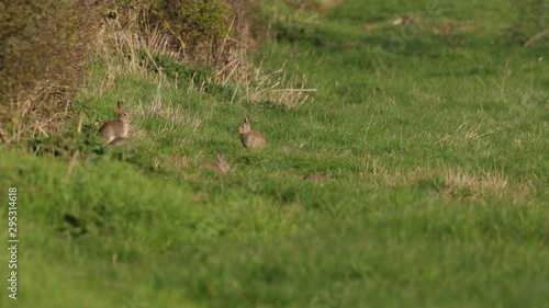 Wild Baby Rabbits Kits By Hedgerow On Edge Of Grass Field