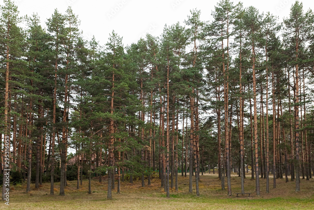 Obraz premium Beautiful pine trees on Zlatibor mountain in Serbia