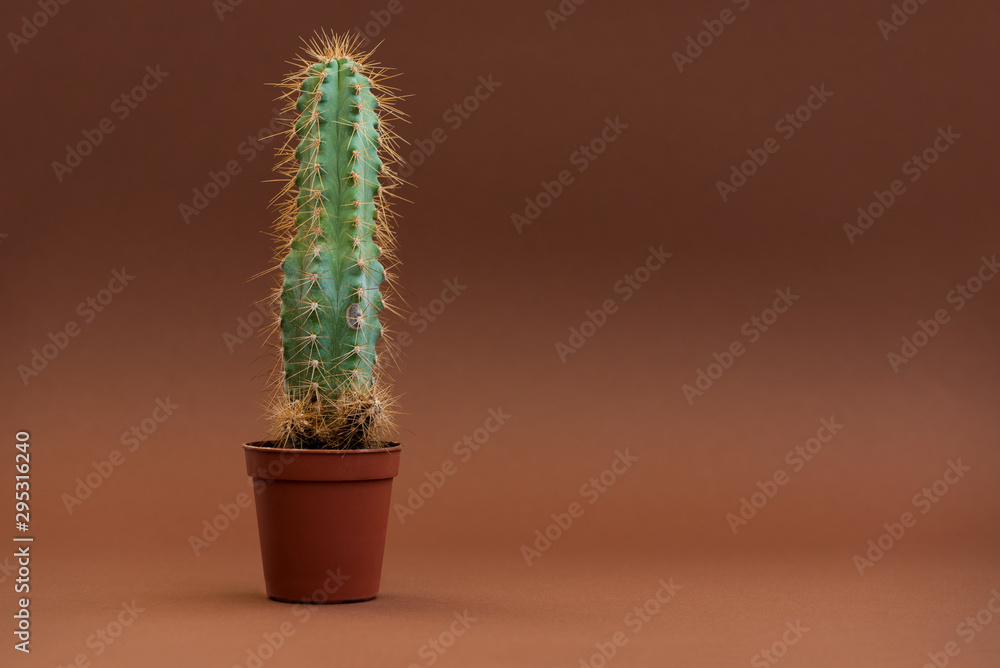 Cactus in shape of male genital organ. Sexually transmitted diseases concept. Cactus in shape of male genital organ. Sexually transmitted diseases concept.