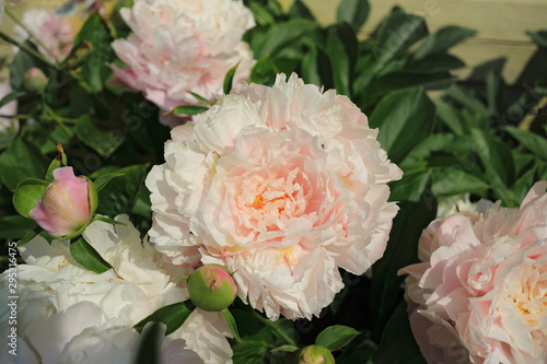 Blooming pink peonies in summer