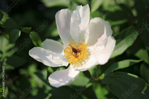 Wild blooming pink peony in summer