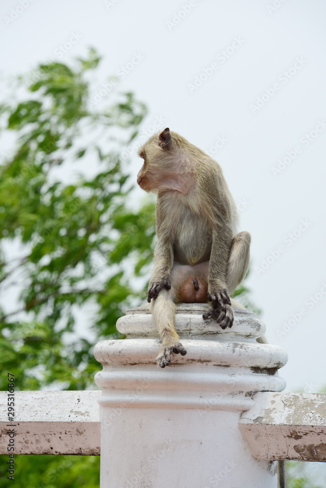 Fototapeta premium Monkey Asia Thailand