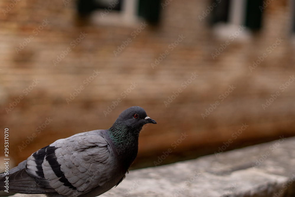 Fototapeta premium dove in the city of venice Italy