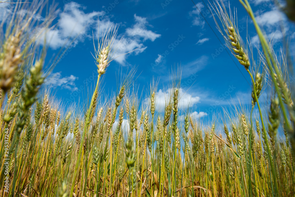 Obraz premium wheat field with blue sky