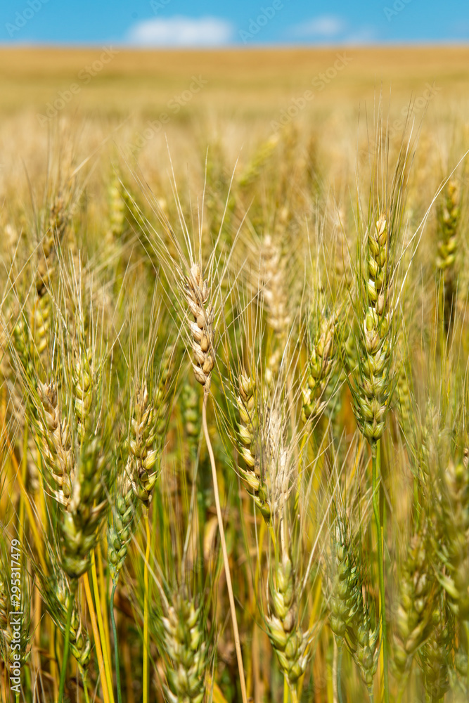 Fototapeta premium wheat field on the farm